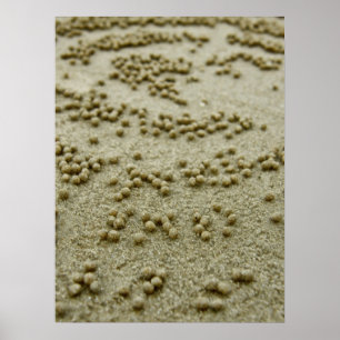 Póster Beach Visions Print