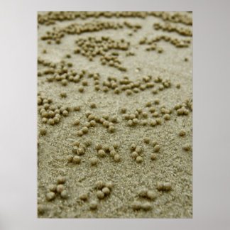 Póster Beach Visions Print