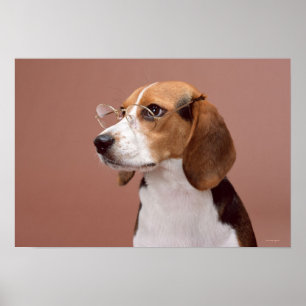 Póster Beagle