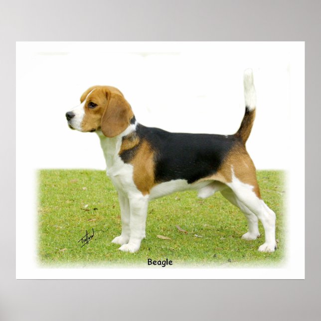 Póster Beagle 9J27D-02 (Frente)