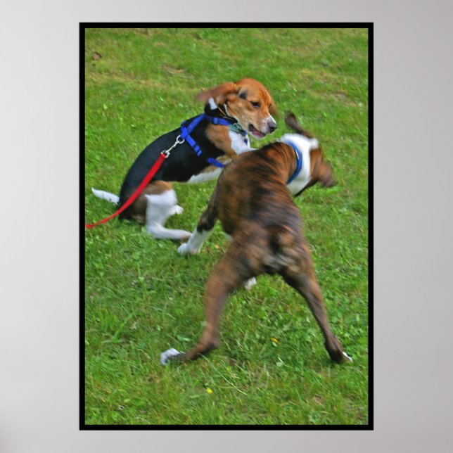 Póster Beagle Apaga La Competencia... (Frente)