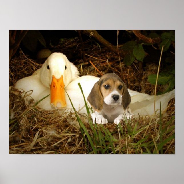 Póster Beagle con Poster de pato (Frente)