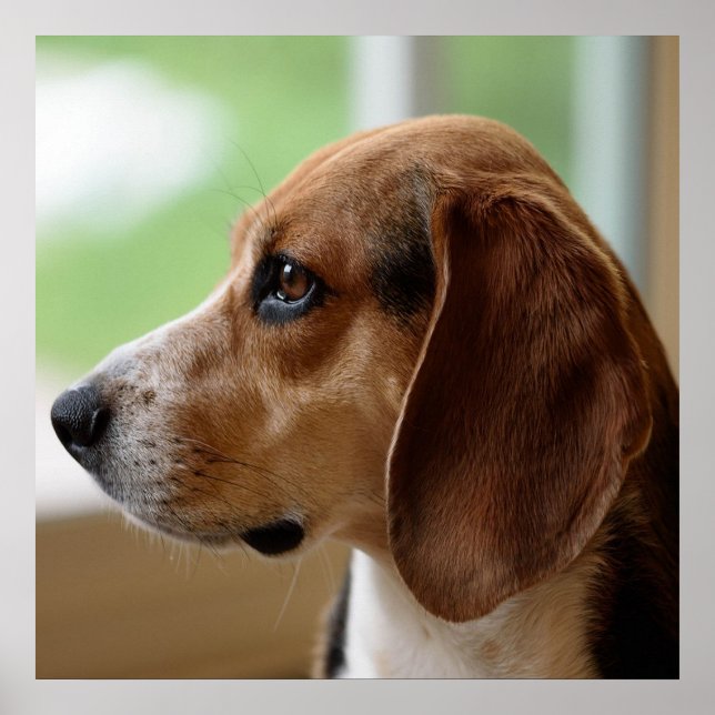 Póster Beagle de sueño de día (Frente)