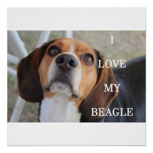 Póster beagle love w pic rojo negro blanco