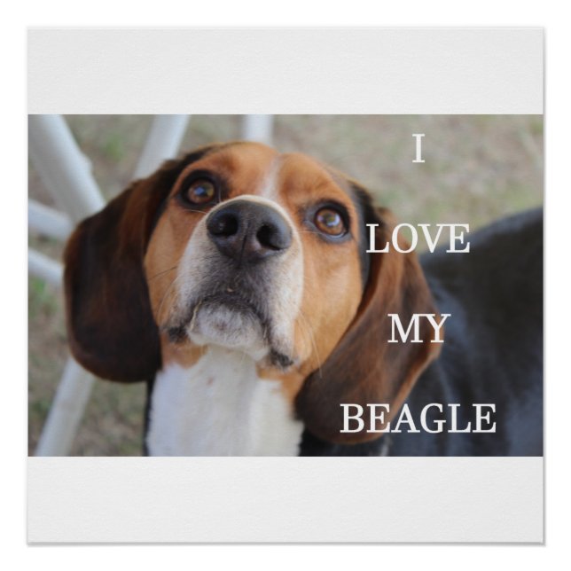 Póster beagle love w pic rojo negro blanco (Anverso)