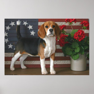 Póster Beagle patriótico