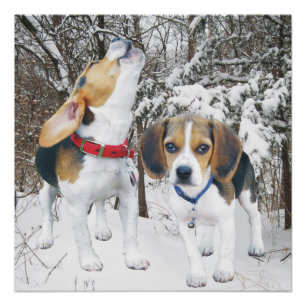 Poster Beagle Pup & Beagle Buddy