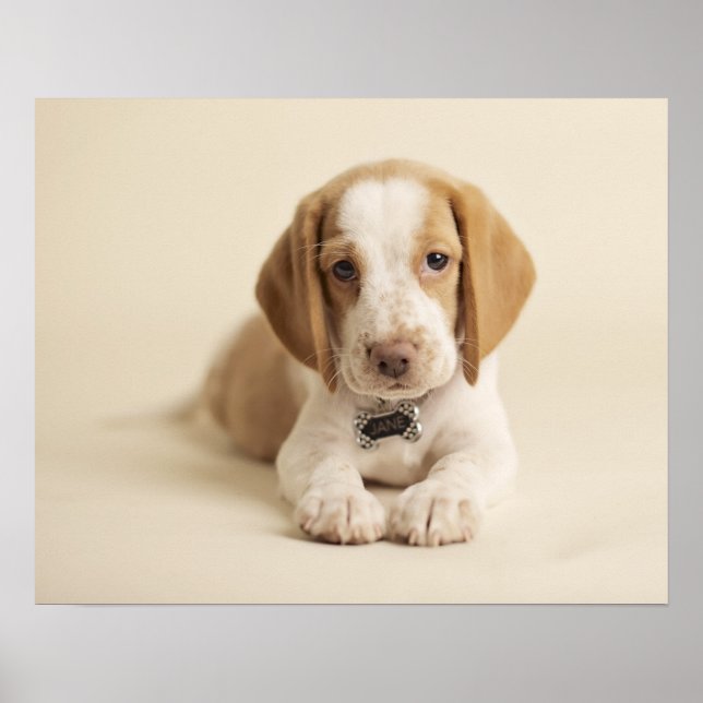 Póster Beagle Puppy (Frente)