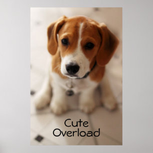 Póster Beagle Puppy 2