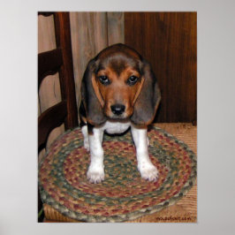 Póster Beagle Puppy Poster
