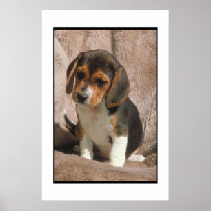 Póster Beagle Puppy Poster