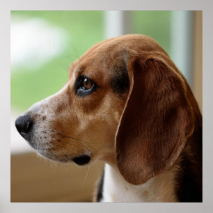 Póster Beagle soñador