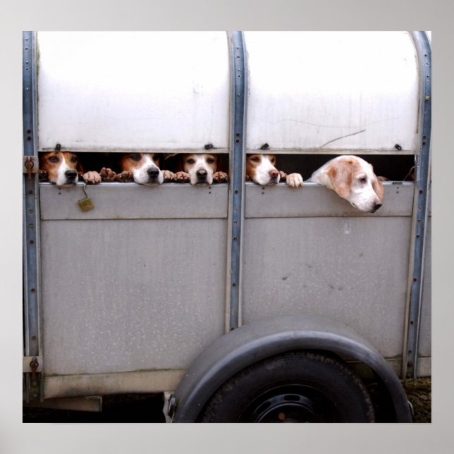 Póster Beagles (Frente)