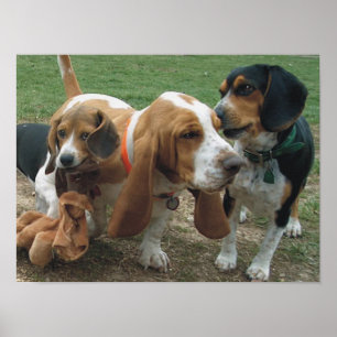 Póster Beagles y amigos de Basset Hound