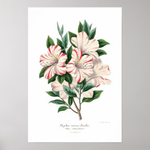 Póster Bealii indica de la azalea