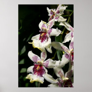 Póster Beallara Orchid Art Poster -40x60 -other sizes