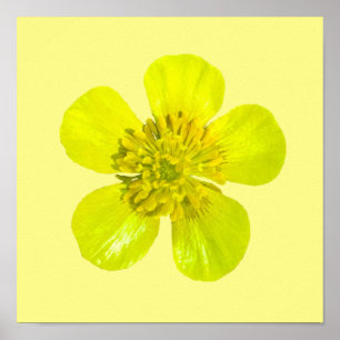 Póster Beaming Buttercup Flower - transparent.