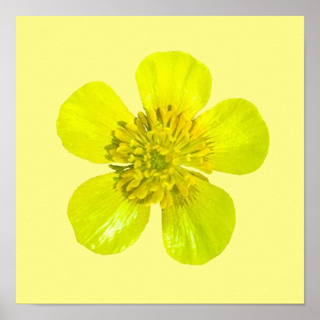 Póster Beaming Buttercup Flower - transparent. (Frente)