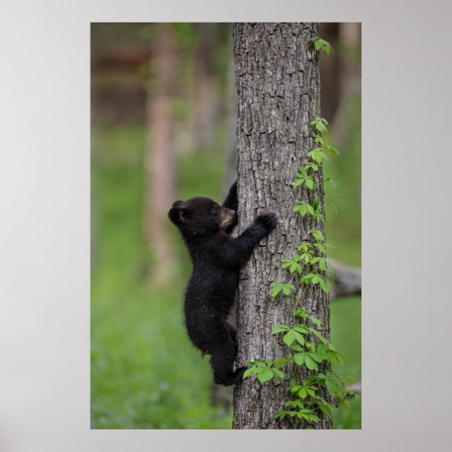 Póster Bear Cub Climbing a Tree (Frente)