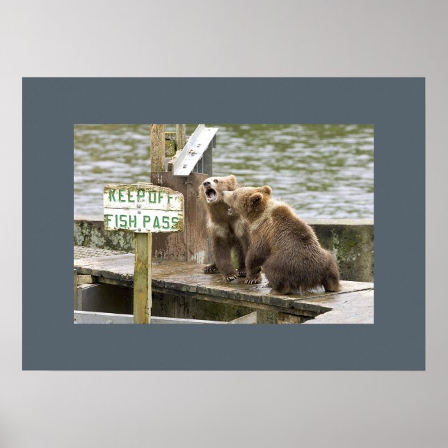 Póster Bear Cubs Keepsake Recuerdos aman el destino de de (Frente)