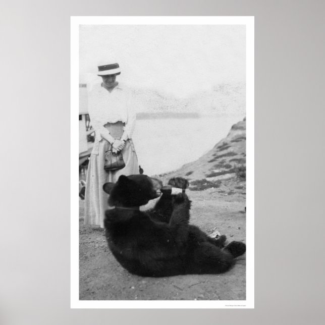 Póster Bear Drinking In Alaska 1910 (Frente)
