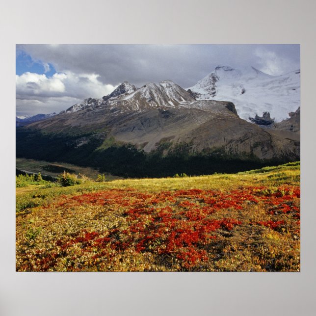 Póster Bearberry a principios del otoño. Pico Athabasca e (Frente)