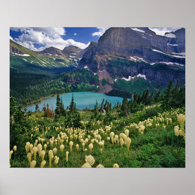 Póster Beargrass above Grinnell Lake in the Many (Frente)