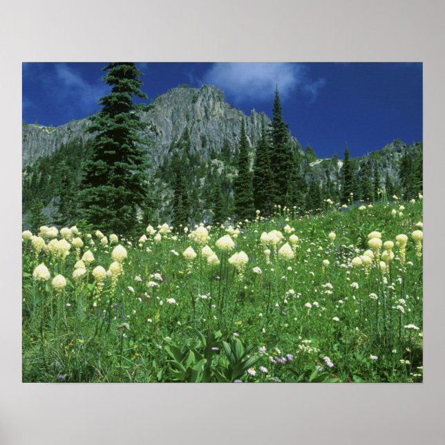 Póster Beargrass en el lago Eunice, Monte Rainier NP, WA, (Frente)