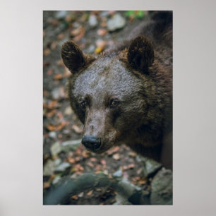 PÓSTER BEARY THOUGHTS