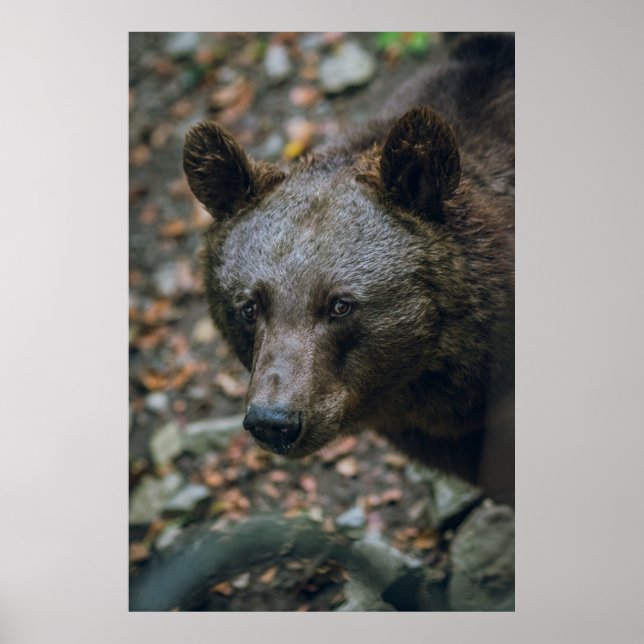 PÓSTER BEARY THOUGHTS (Frente)