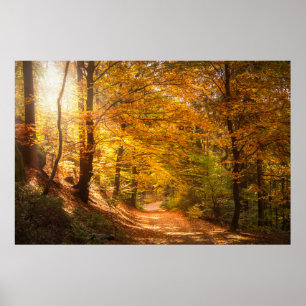 Póster Beautiful Autumn Forest