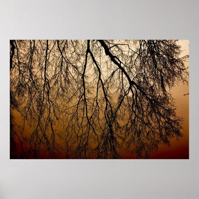 Póster Beautiful Autumn Sunrise behind leafless Trees (Frente)