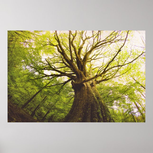 Póster Beautiful Beech Tree (Frente)