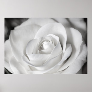 Póster Beautiful Black and White Rose