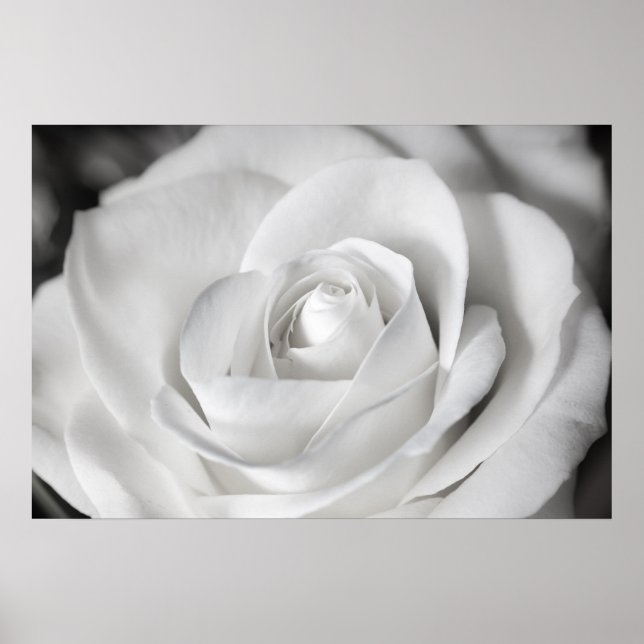 Póster Beautiful Black and White Rose (Frente)