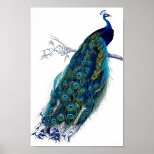 Póster Beautiful Blue Peacock Nature Bird Tail Feathers
