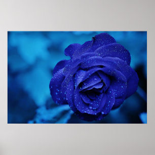 Póster Beautiful blue rose