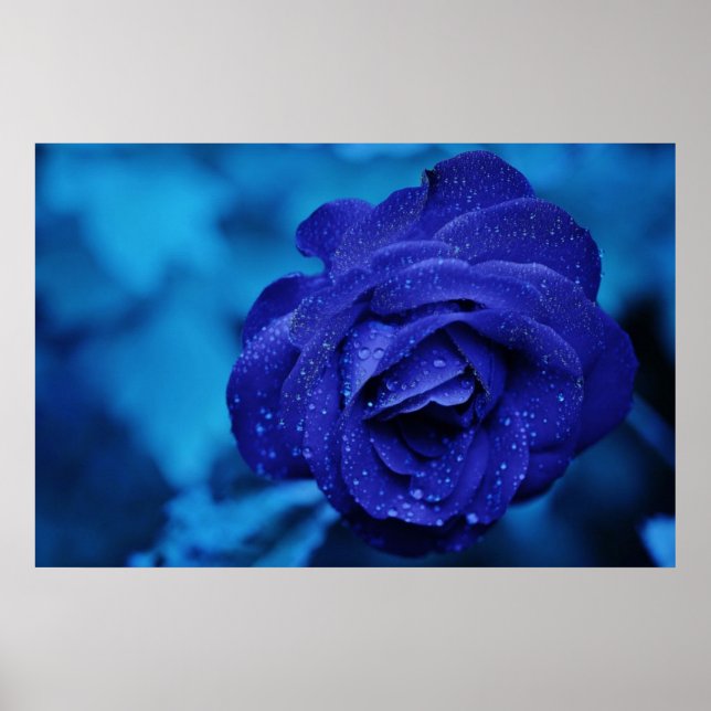 Póster Beautiful blue rose (Frente)