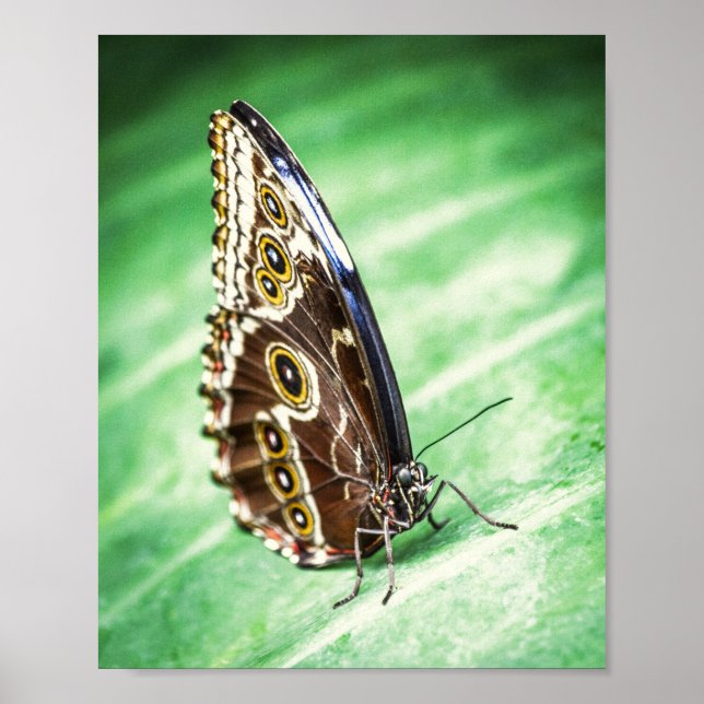 Póster Beautiful Butterfly Insects Archival Fine Art (Frente)