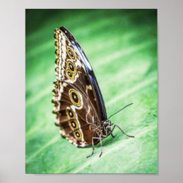 Póster Beautiful Butterfly Insects Archival Fine Art