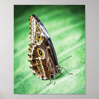 Póster Beautiful Butterfly Insects Archival Fine Art