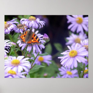 Póster Beautiful Butterfly On Flowers