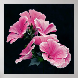 Póster Beautiful Elegant Pink Mallow Roses Flowers