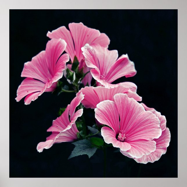 Póster Beautiful Elegant Pink Mallow Roses Flowers (Frente)
