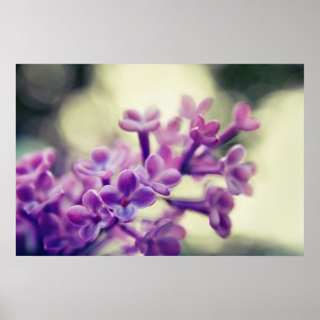 Póster Beautiful Elegant Purple Lilac Flowers (Frente)