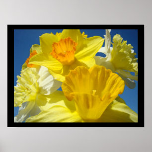 Póster Beautiful Floral art prints Botanical Daffodils