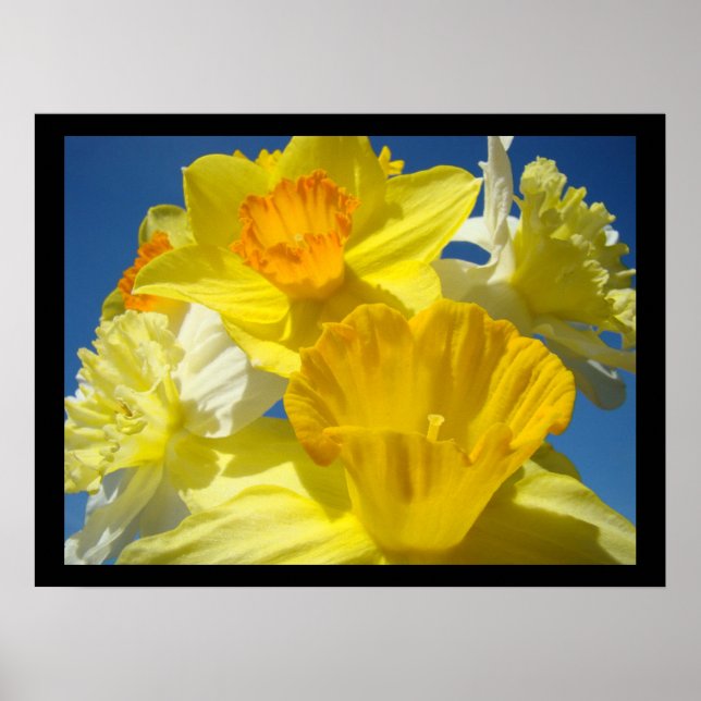Póster Beautiful Floral art prints Botanical Daffodils (Frente)