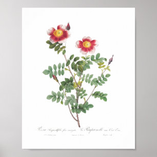 Póster Beautiful Girly Vintage Flower Rose