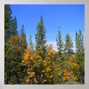 Póster Beautiful Hayfork, California...