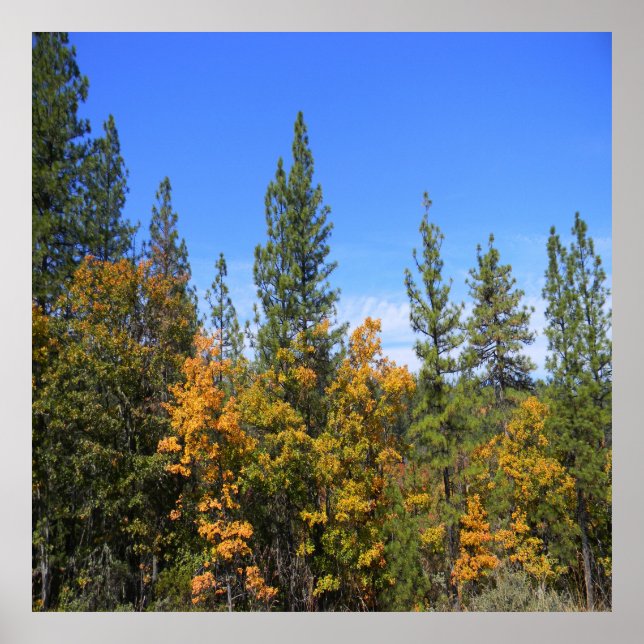 Póster Beautiful Hayfork, California... (Frente)